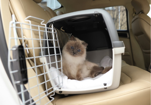 Keep Your Pets Safe in a carrier or create.