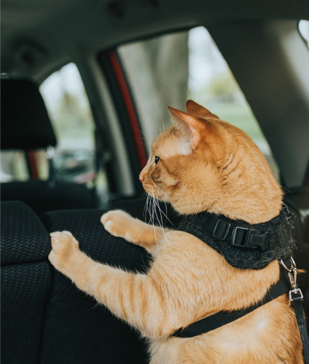 Pet in a Ventilated Car